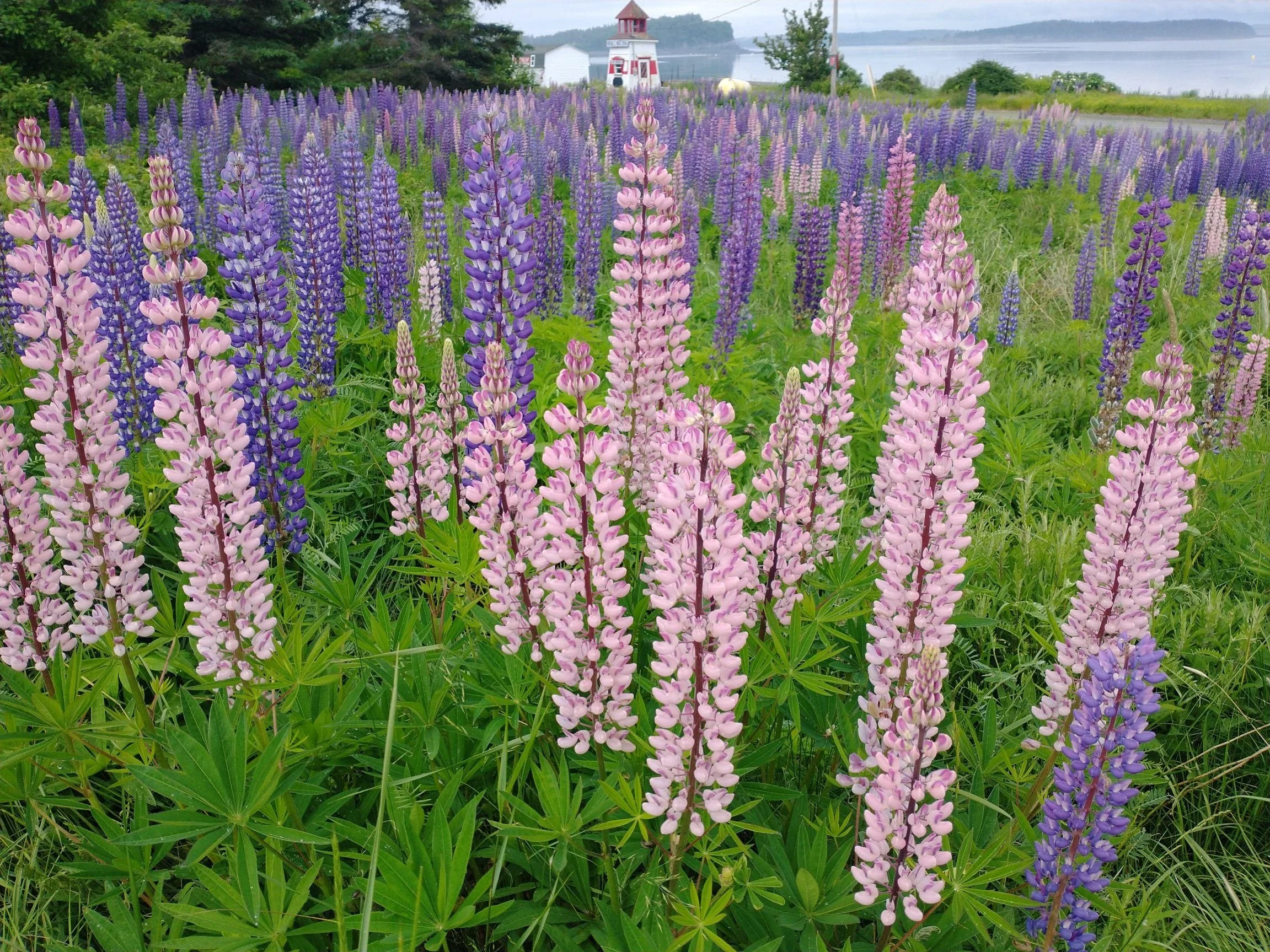 field of lupine at lighthouse in Lubec, MAINE