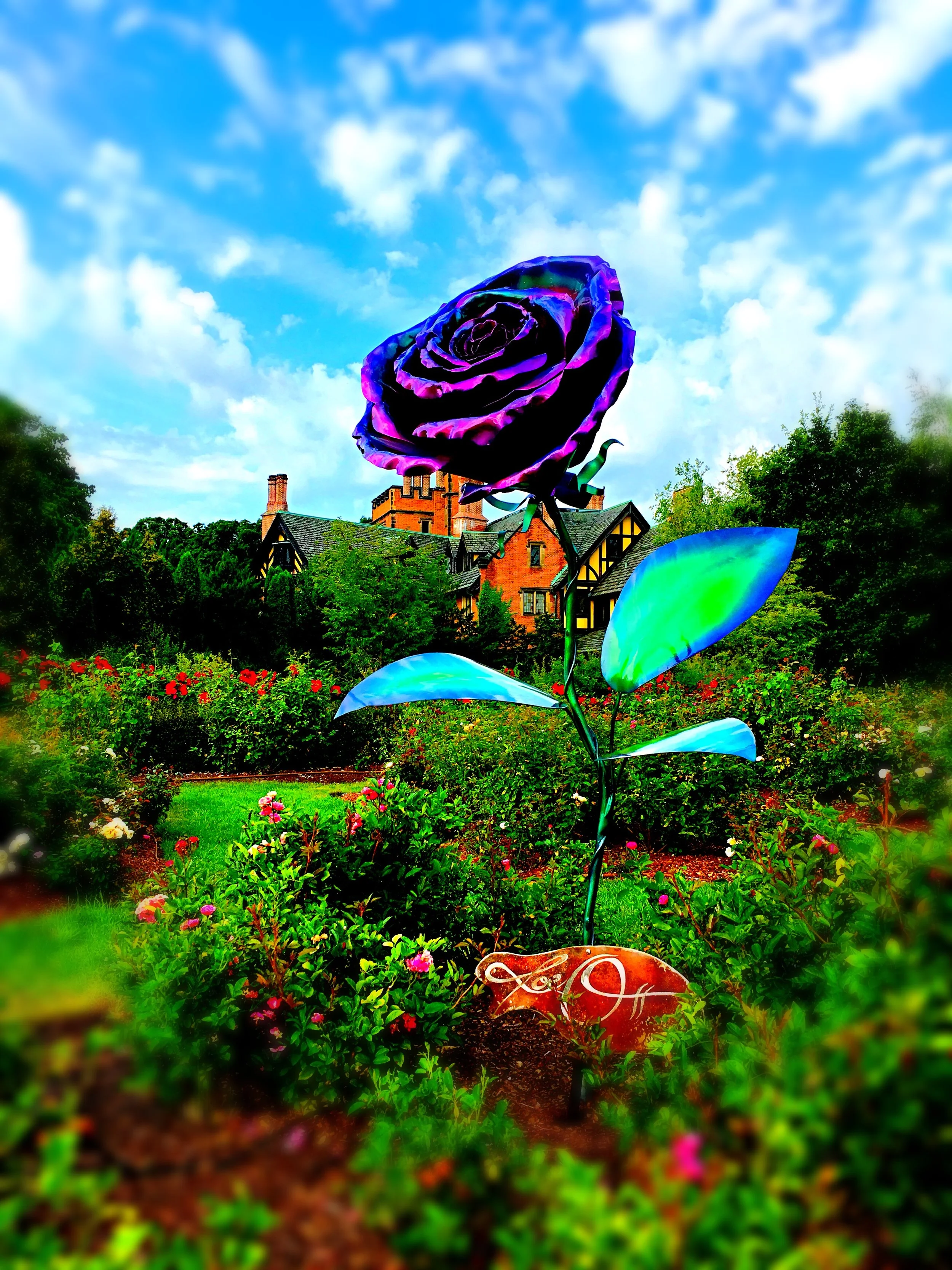 Light Nights Rose