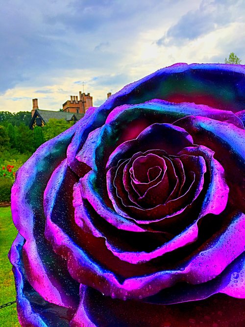 Light Nights Rose