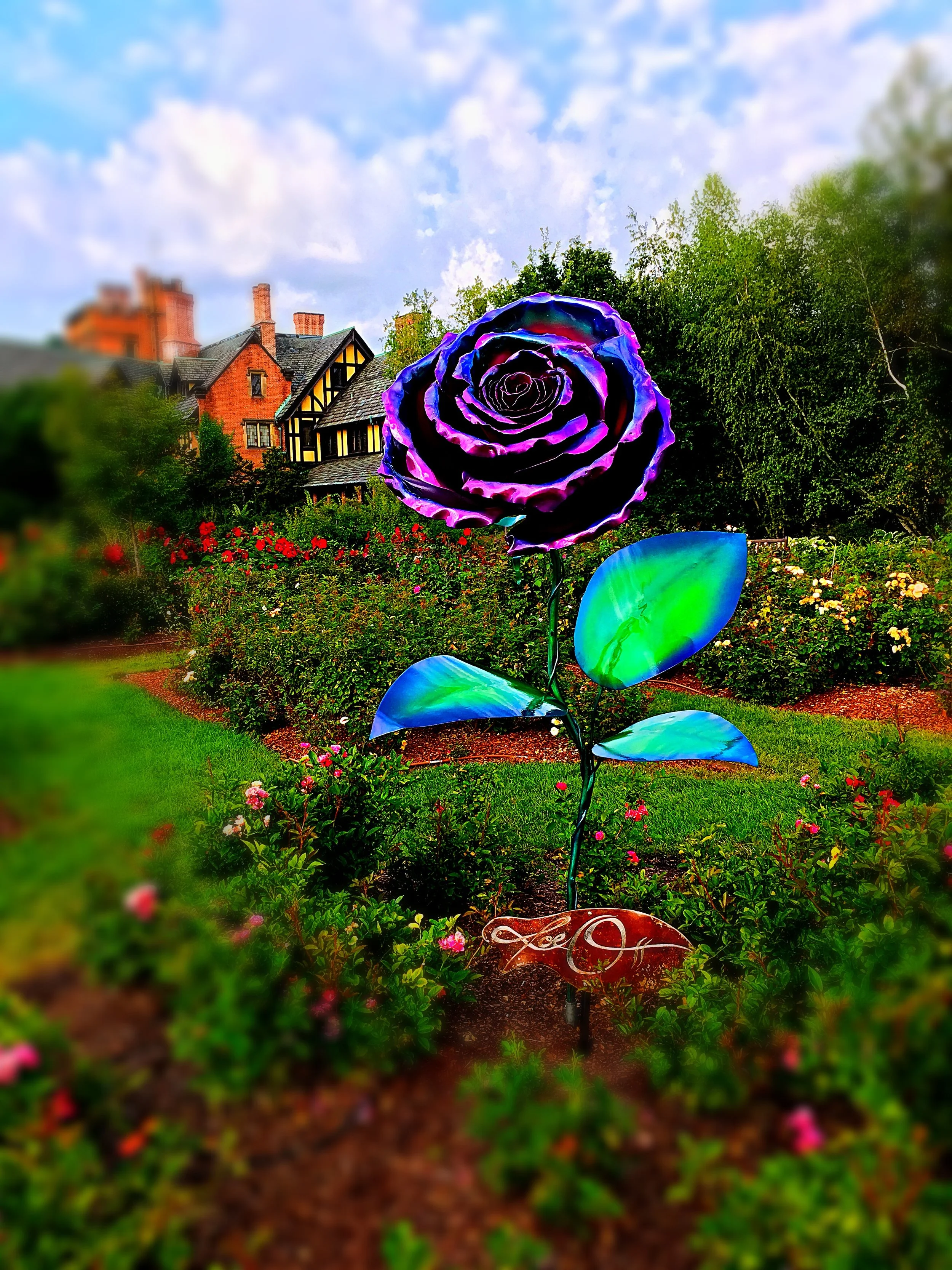 Light Nights Rose