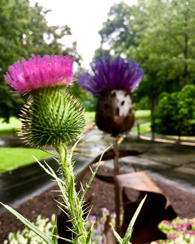 A real Thistle with my Thistle. #stanhywet #thistle #scotland #metal #metalsculpture #sculpture #akron #art #flower