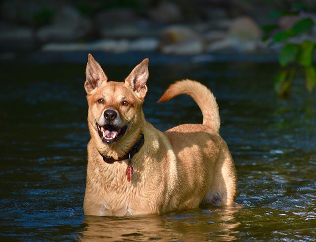 Cooper says he bought me a camera for my birthday to photograph my artwork and traveling but all I seem to do is take pictures of him....I think he&rsquo;s a little conceded...#dogs #dogsofinstagram #mansbestfriend #bestfriend