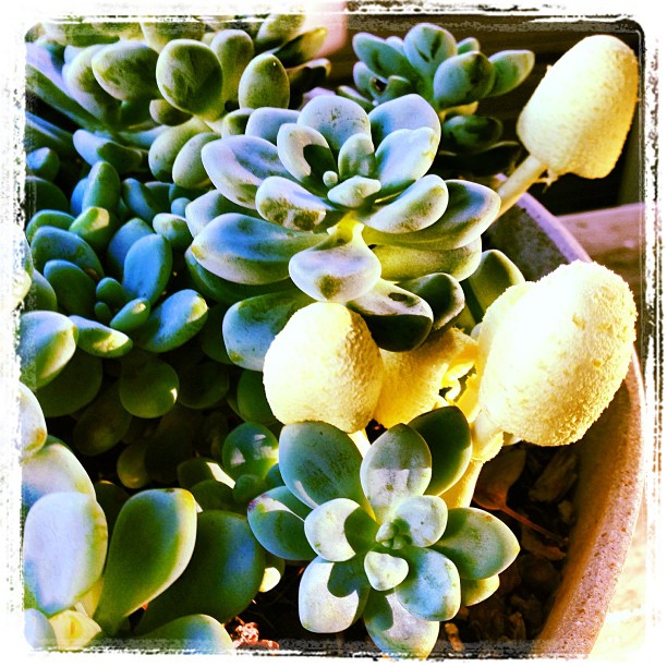 Succulents and fungus cohabiting. Damp days.