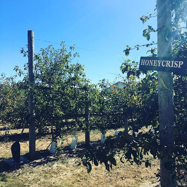 One of our fall rituals=apple picking in Union, IL. We visit the same small orchard every year, but we don't do much picking, actually. Most of the time is spent watching the kids jump off a hay bale and climb on old tractors #fall #applepicking #app