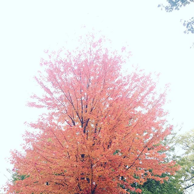 Fall flames interrupting an otherwise grey sky #middleouest #leaves #season #fall #autumn #thebest #pumpkinspice #chicago #rogerspark