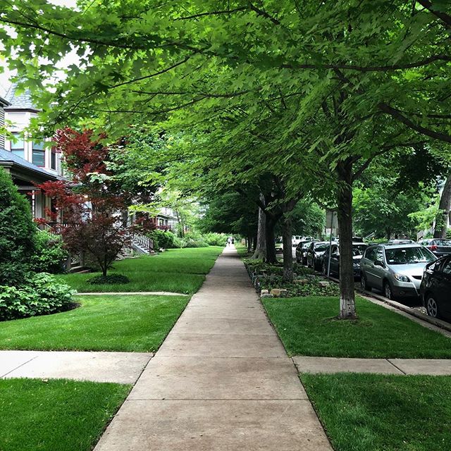 Wow, it&rsquo;s just so beautiful and lush in this neighborhood. 
#logansquare #middleouest #midwest #summerinthecity #summer #green #lush