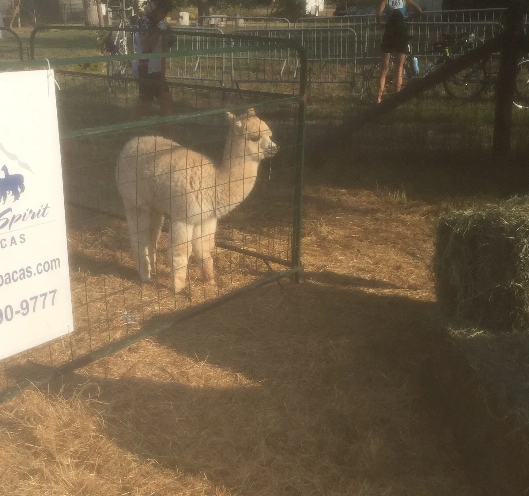 Baby llama. Please excuse the fuzzy picture, sweaty camera lense. :/
