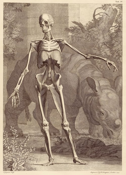 Bernhard Siegfried Albinus, Clara the Rhino and a human skeleton, engraving from Tabuloae sceleti et musculorum corporis humani , 1747.