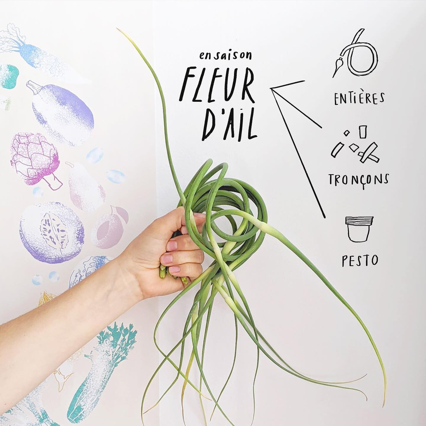 🌱🧄 C&rsquo;est la saison de fleur d&rsquo;ail!
.
Elle sera l&agrave; pour un mois environ, elle se conserve super bien au frais et fait de belles r&eacute;serves de saveurs pour l&rsquo;hiver.
.
Comment la mangez-vous? J&rsquo;aime en mettre de tou