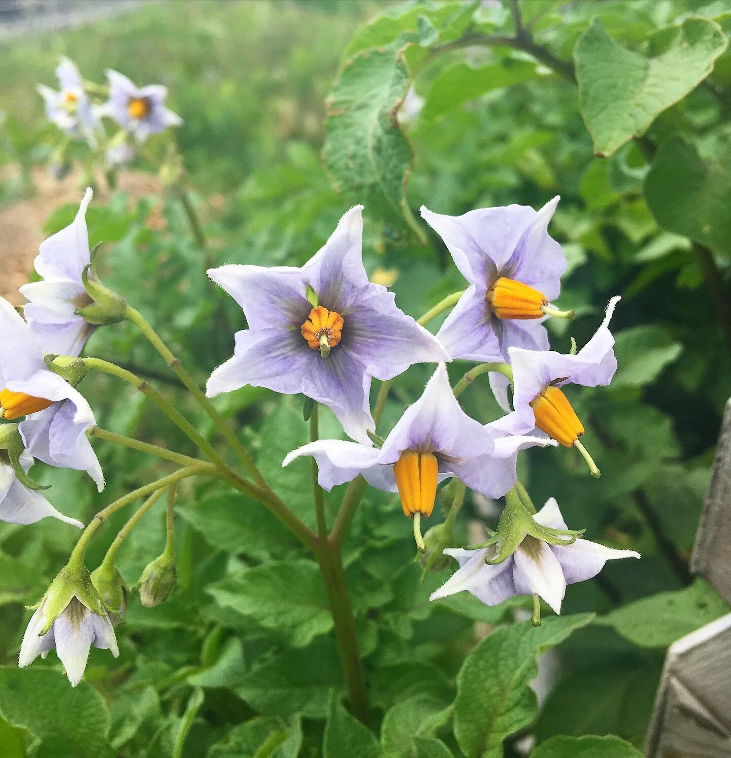 Fleurs de pommes de terre dans le potager de @on.seme 🥔😍
.
Si elles ressemblent aux fleurs de tomates c&rsquo;est que les deux sont dans la m&ecirc;me famille botanique: les solanac&eacute;es.
.
.
#fleurdepatate #potatoflower #aujardin #inthegarden