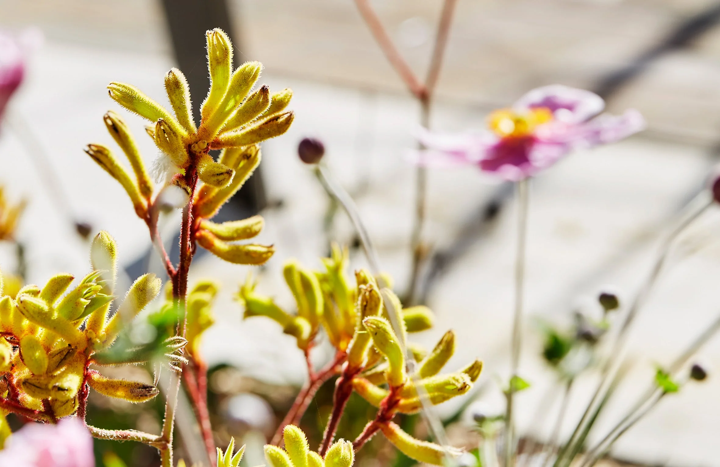 20190114_B+P 4 BANNER SML.jpg