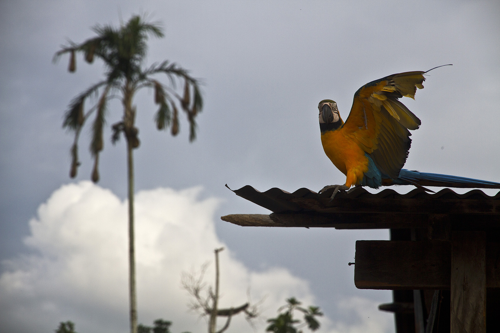 Lagunas Macaw.jpg