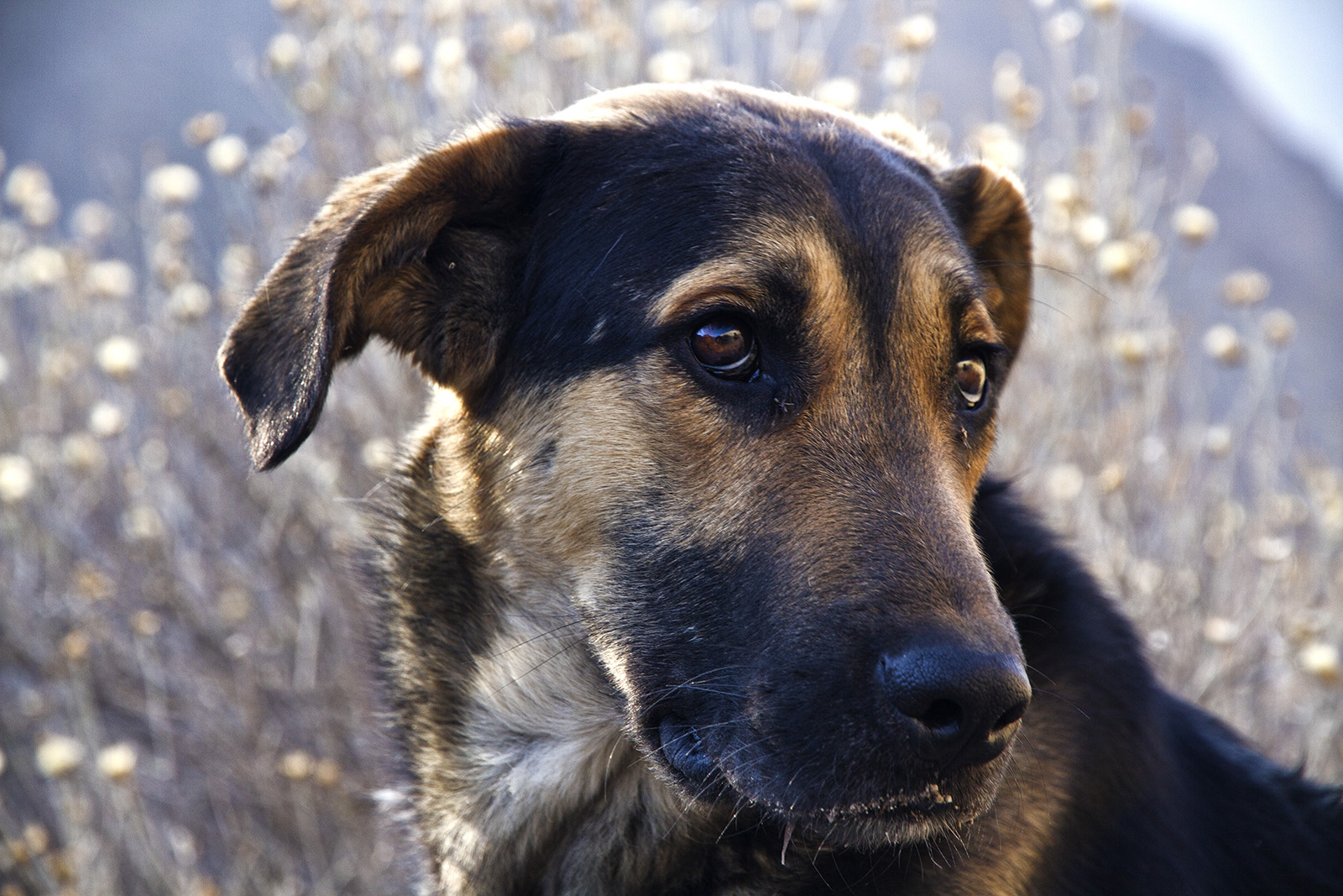 Colca Dog.jpg