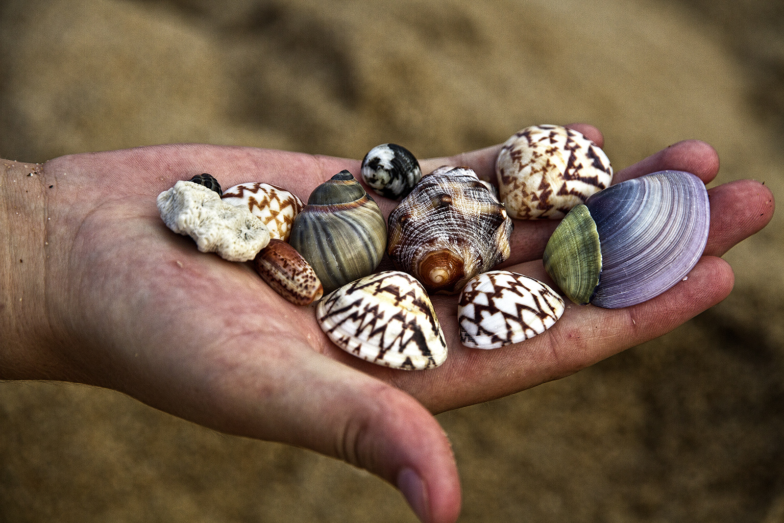 Wangetti Shells.jpg