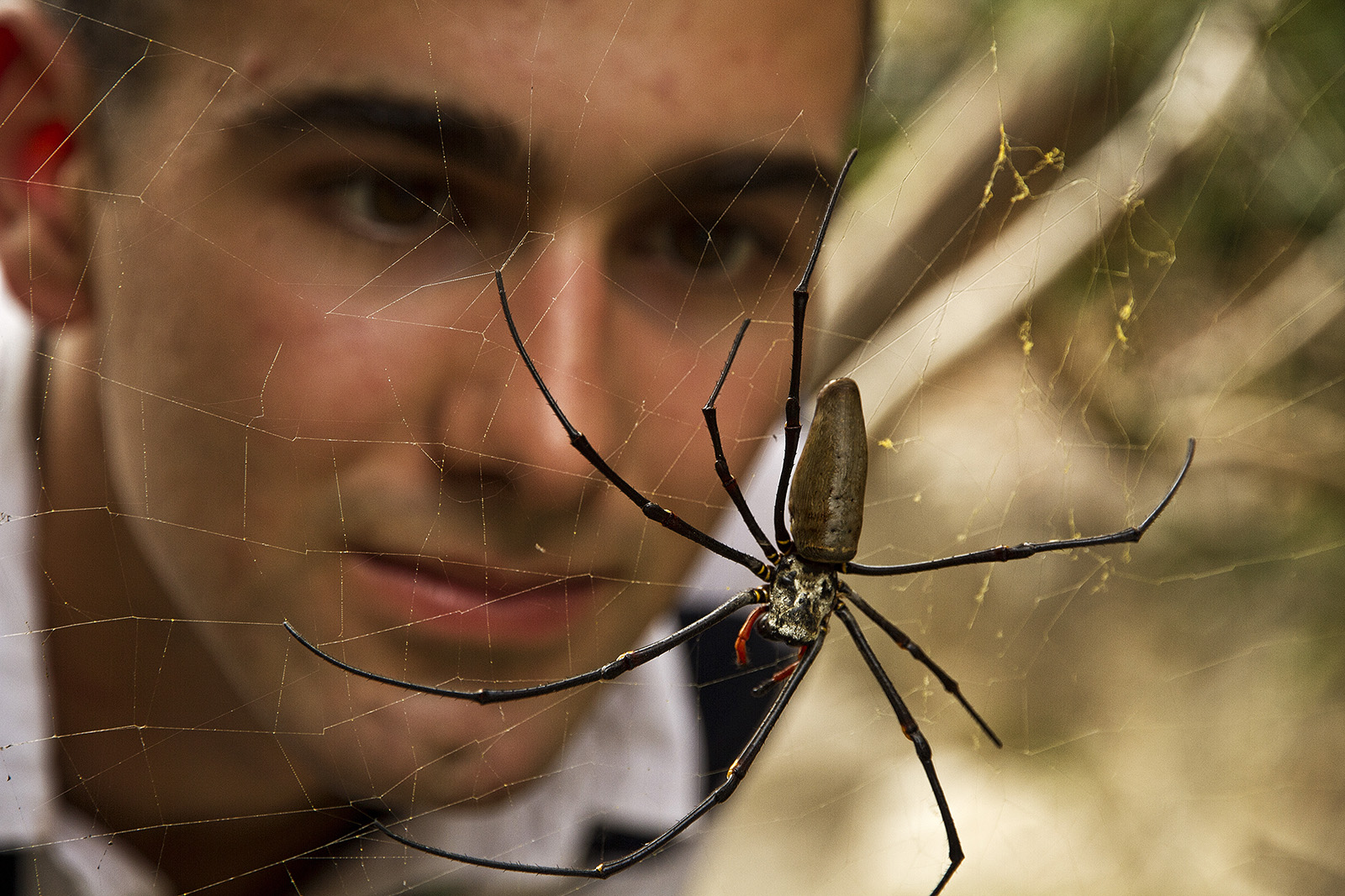 Felix Golden Orb Weaver.jpg