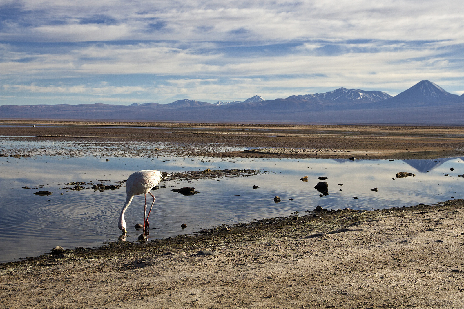 Laguna Flamingo 2.jpg
