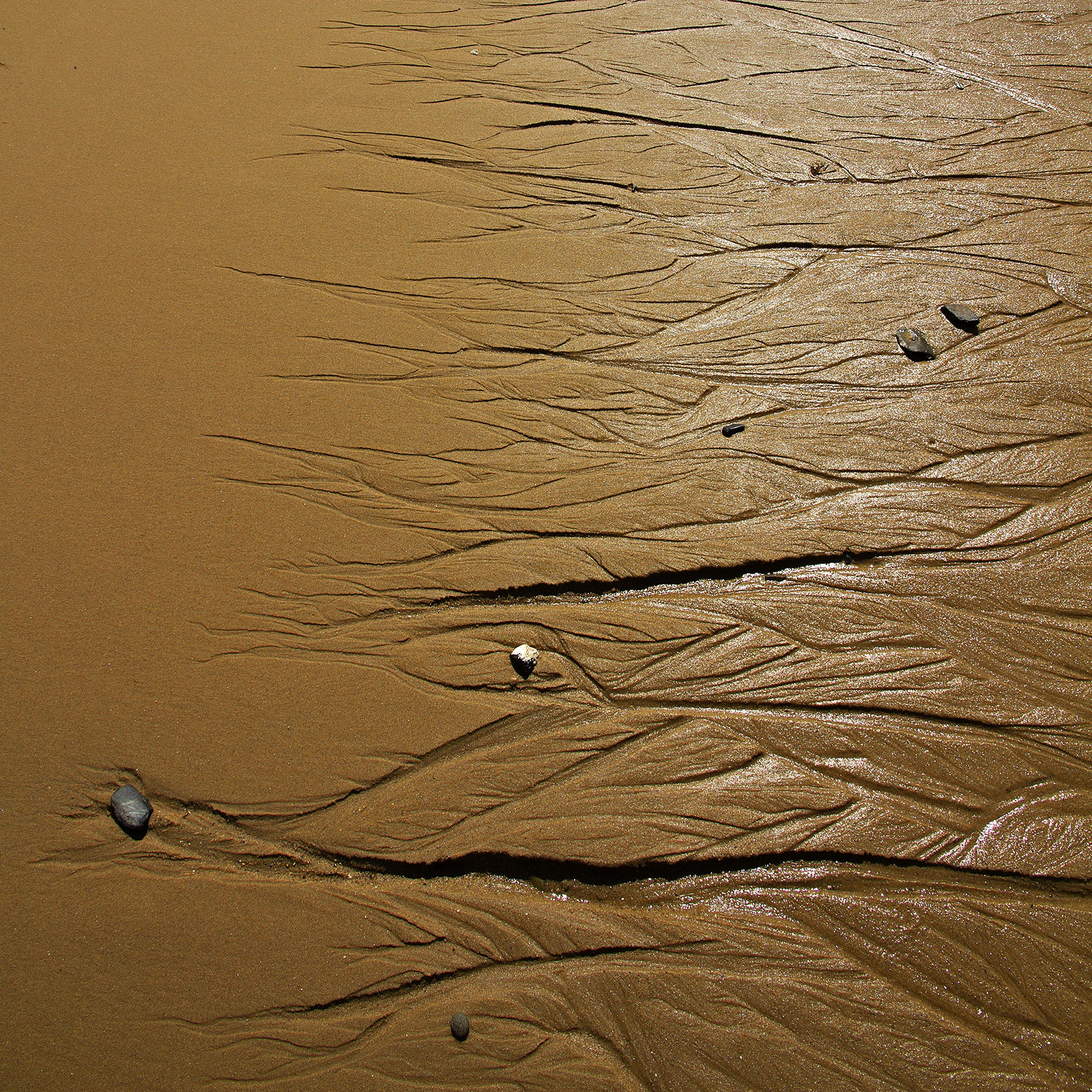 Cape Tribulation Rivulets.jpg