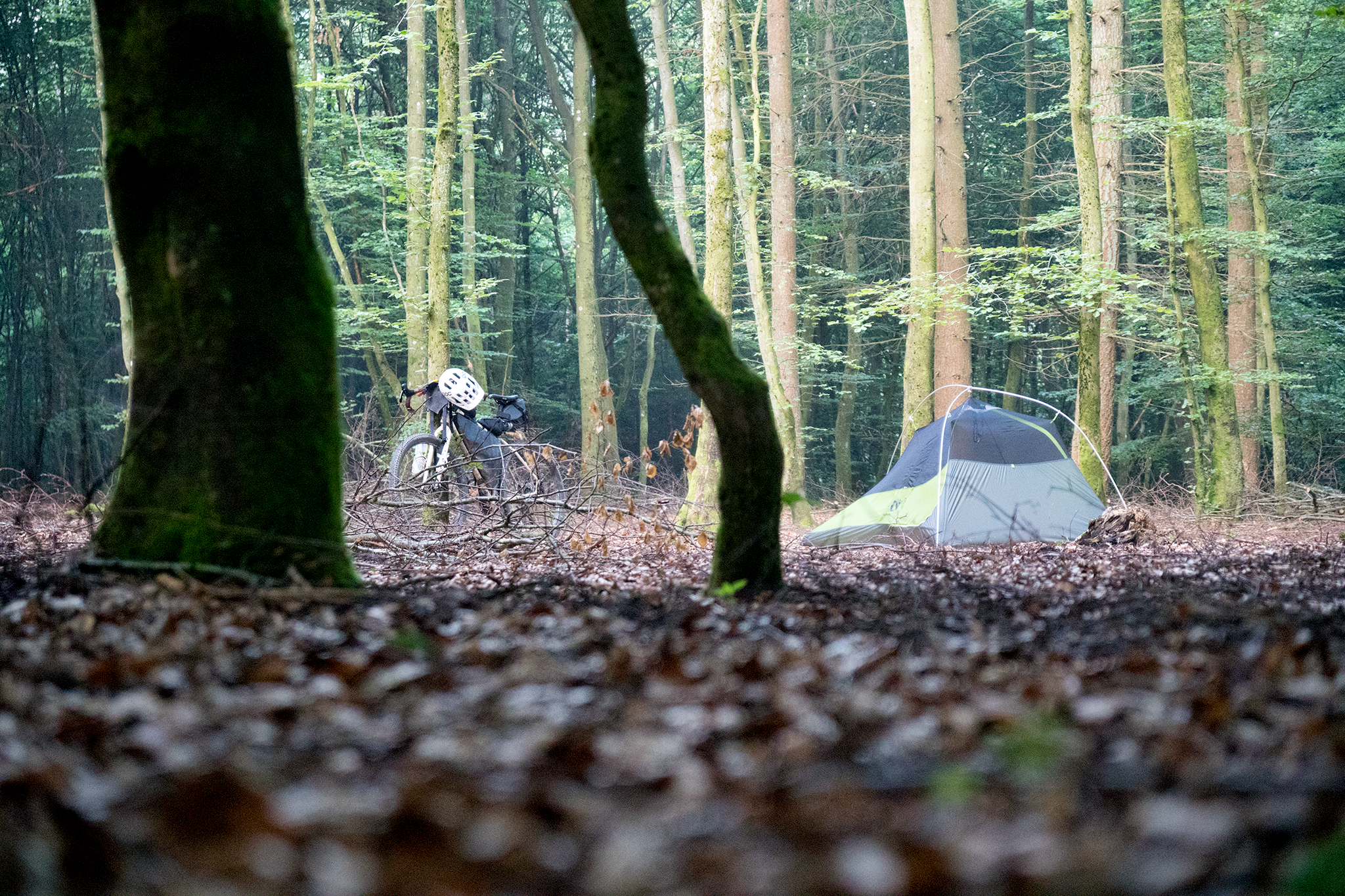  Summer in Belgium means a sun that sets late. By 11 pm, as I’m setting up camp amongst the leaf litter, it gets dark enough that the birds have begun to go quiet. The forest is eerily silent. Occasionally, a breeze nudges the towering beech trees en