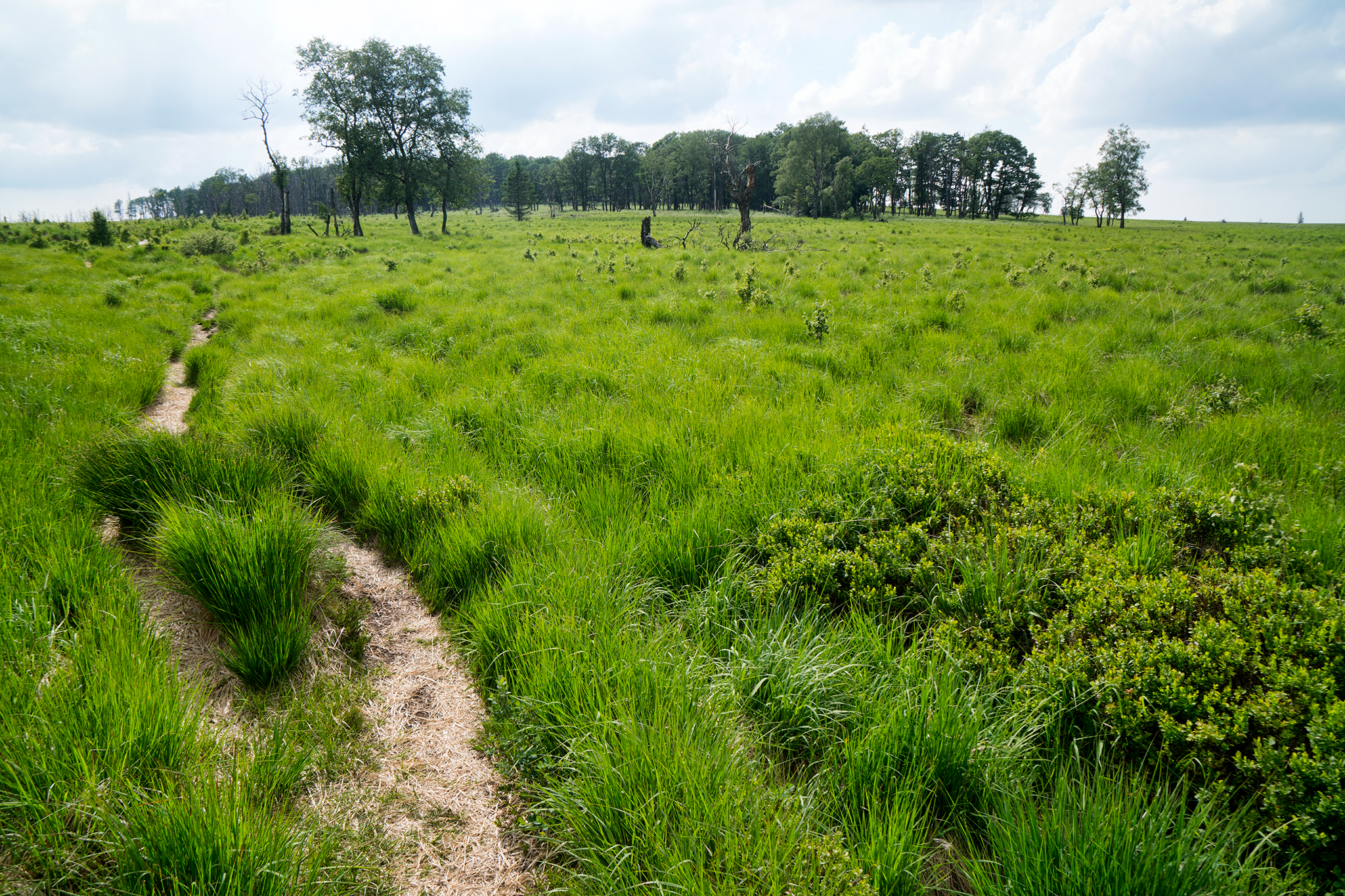  My research showed several trails leading across the open lands of the Hautes Fagnes. I choose one that follows a creekbed and soon find myself shin-deep in mud with the bike on my back… true “bikepacking”. I opt to backtrack to a wooded area where 
