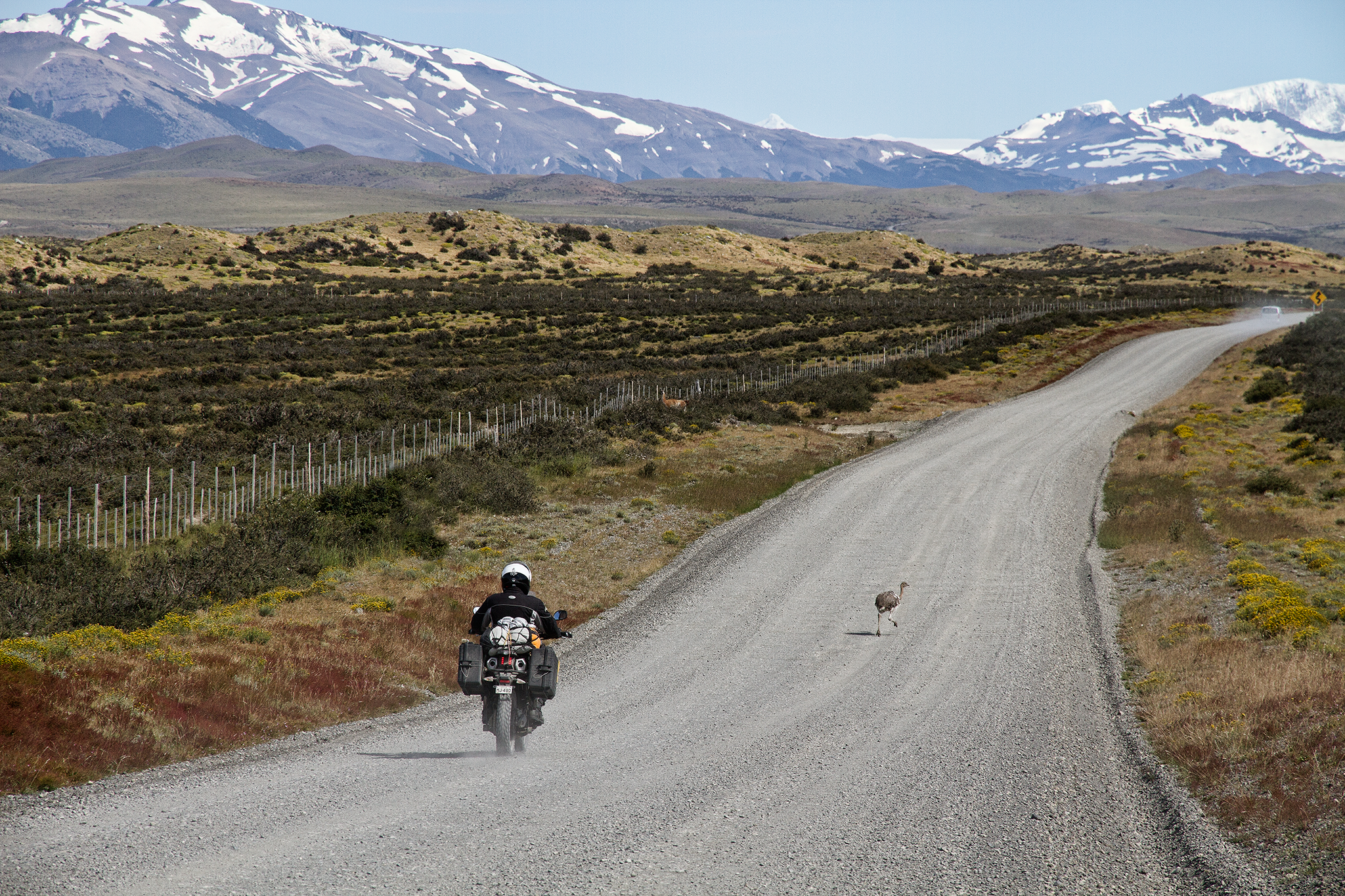 Patagonia-Rhea.png