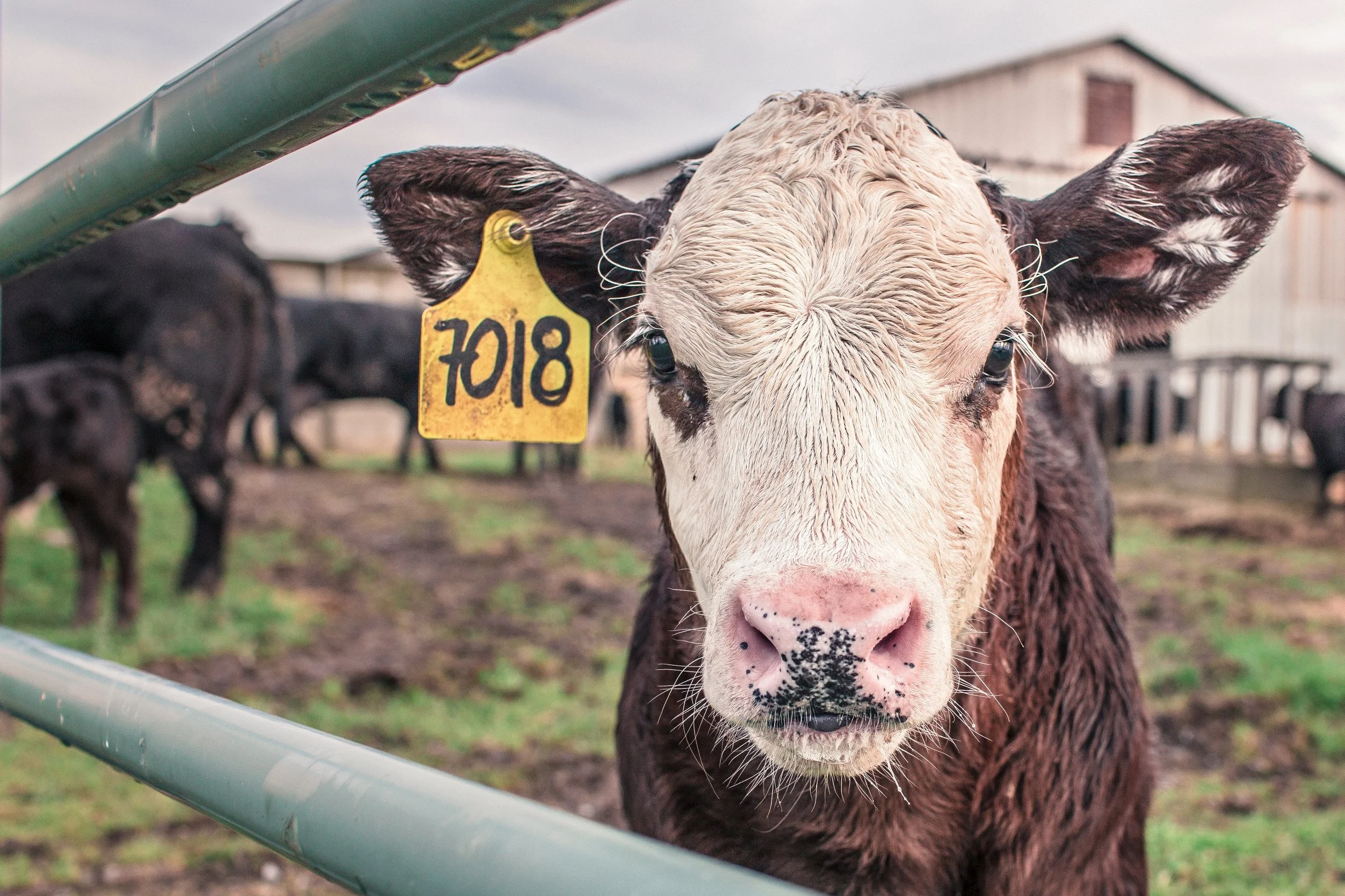 calf.jpg