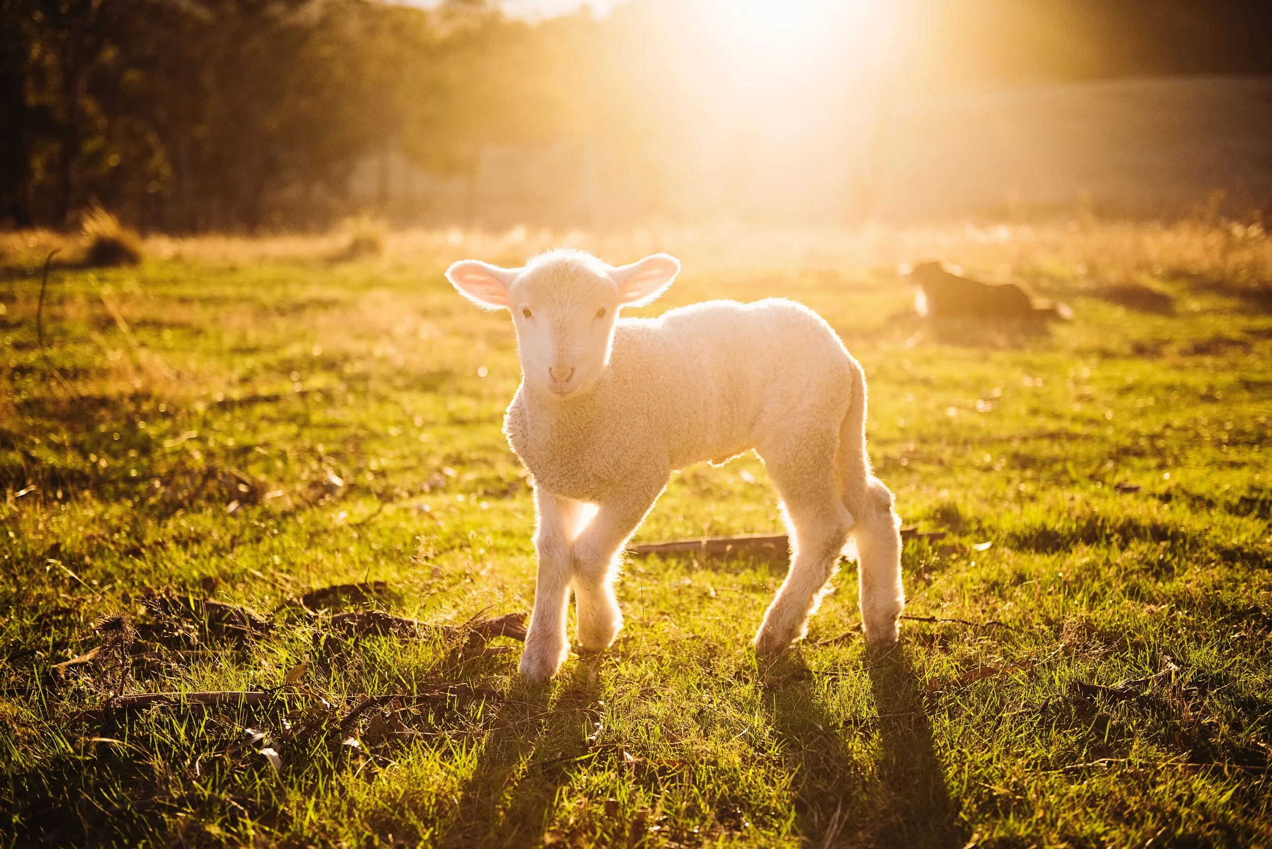 lamb lamb.jpg