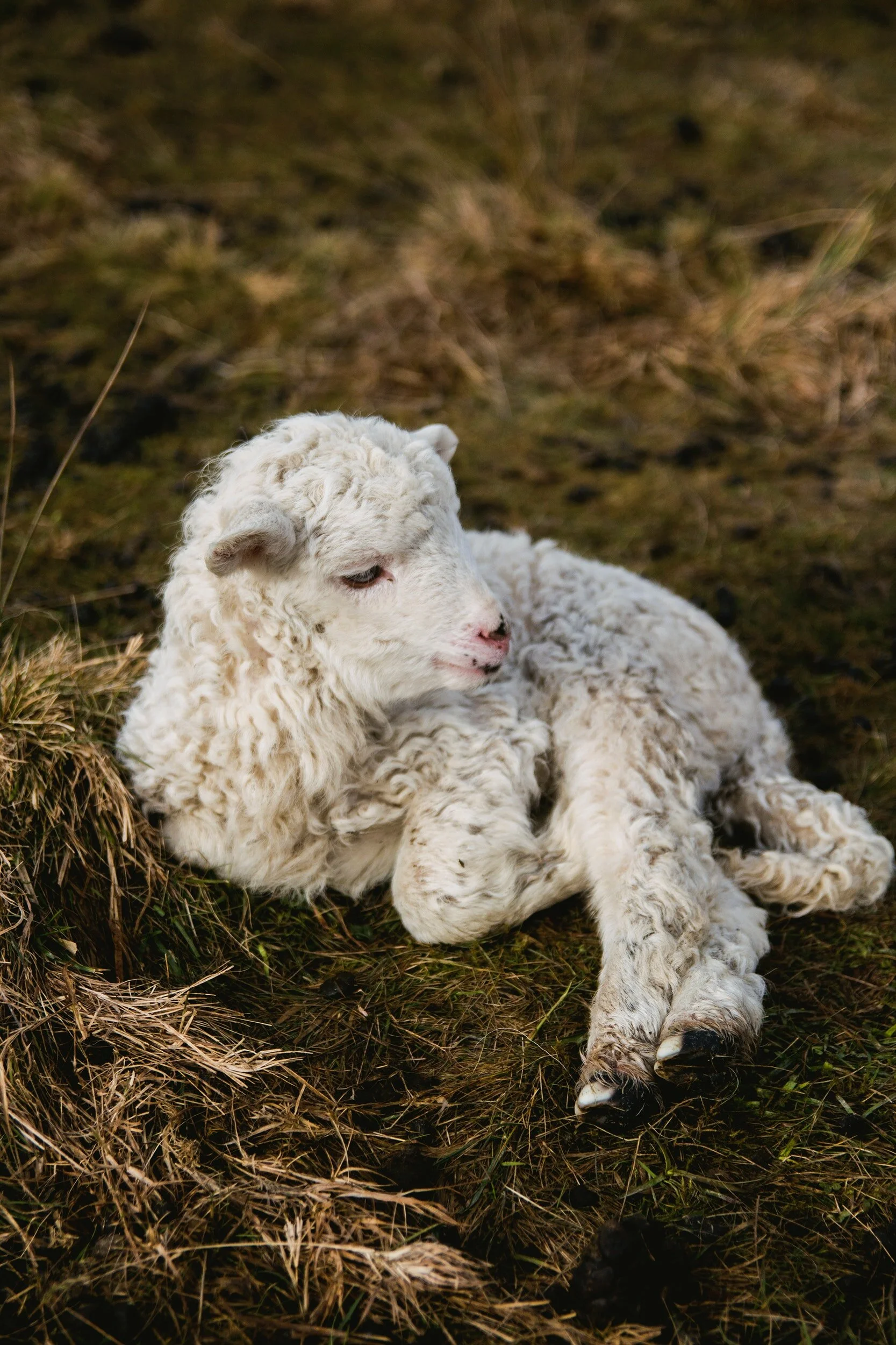 no vegans wear wool.jpg