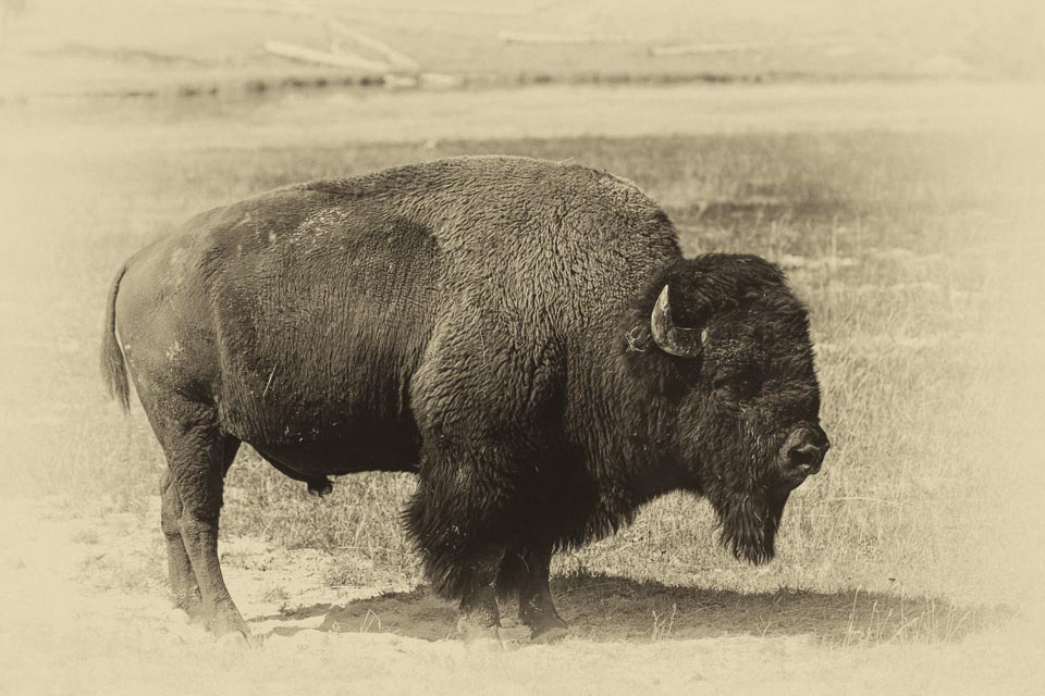 American Bison