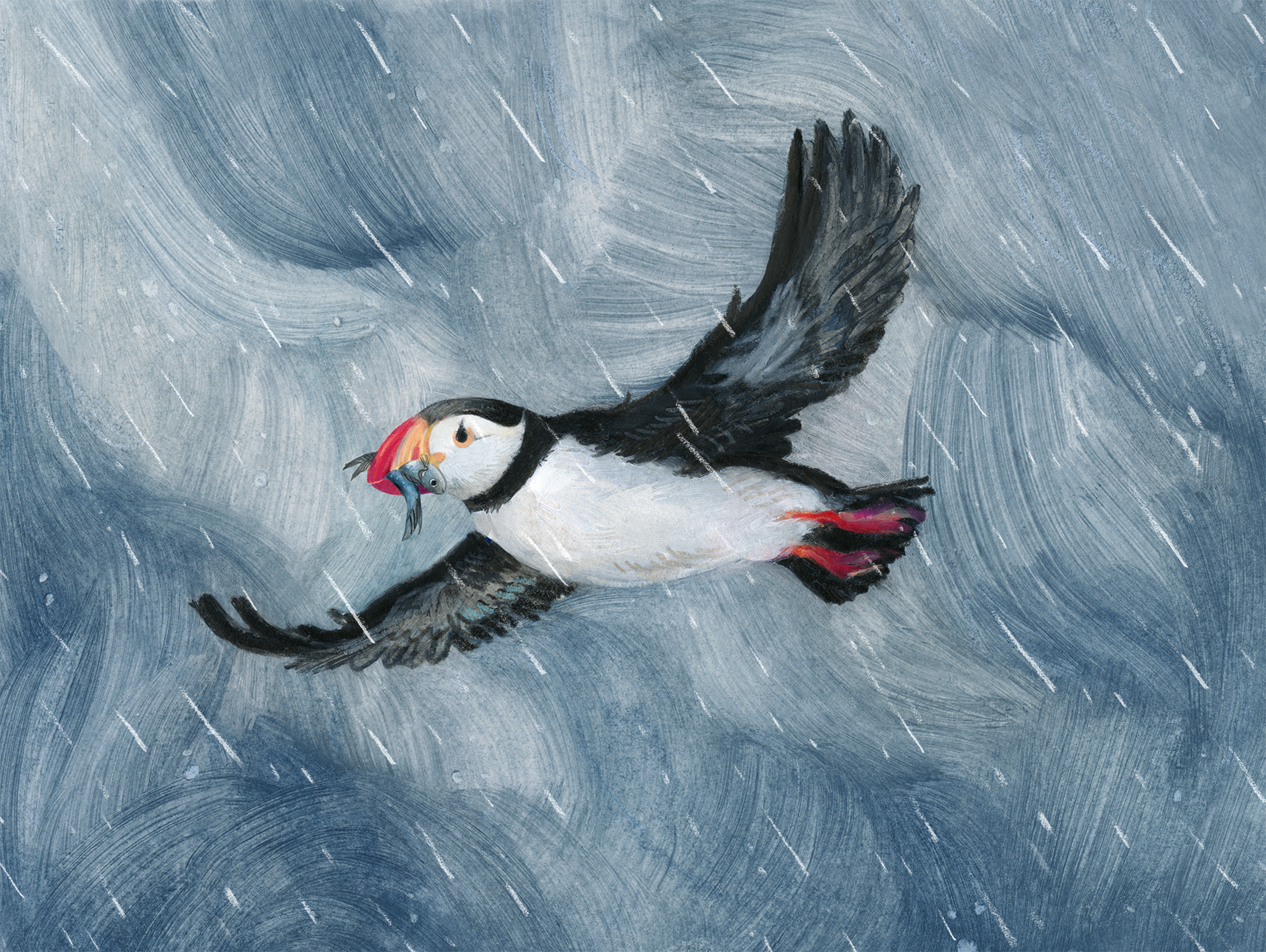 Puffin Flying.png