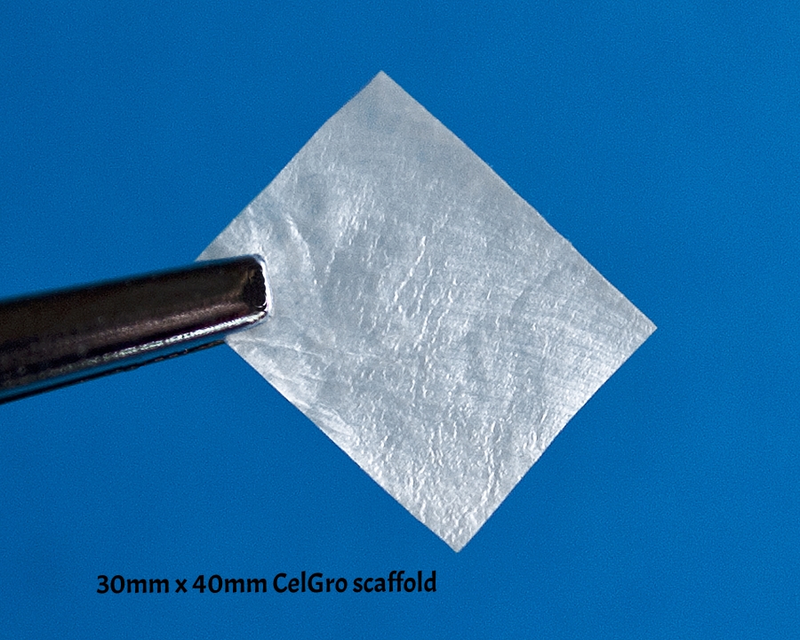 Ortho 01 RTP_6096.jpg