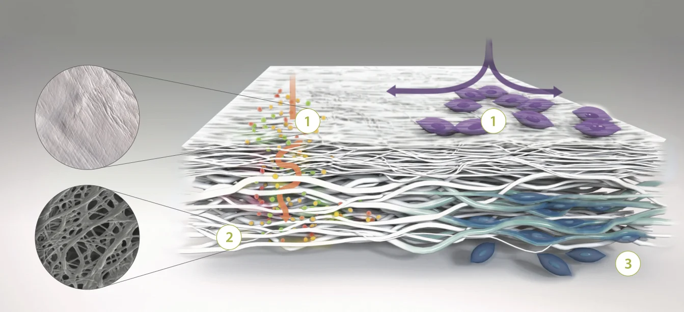 Orthocell Postcard membrane animation V2.jpg