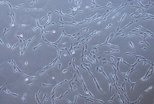 Cells in culture.jpg