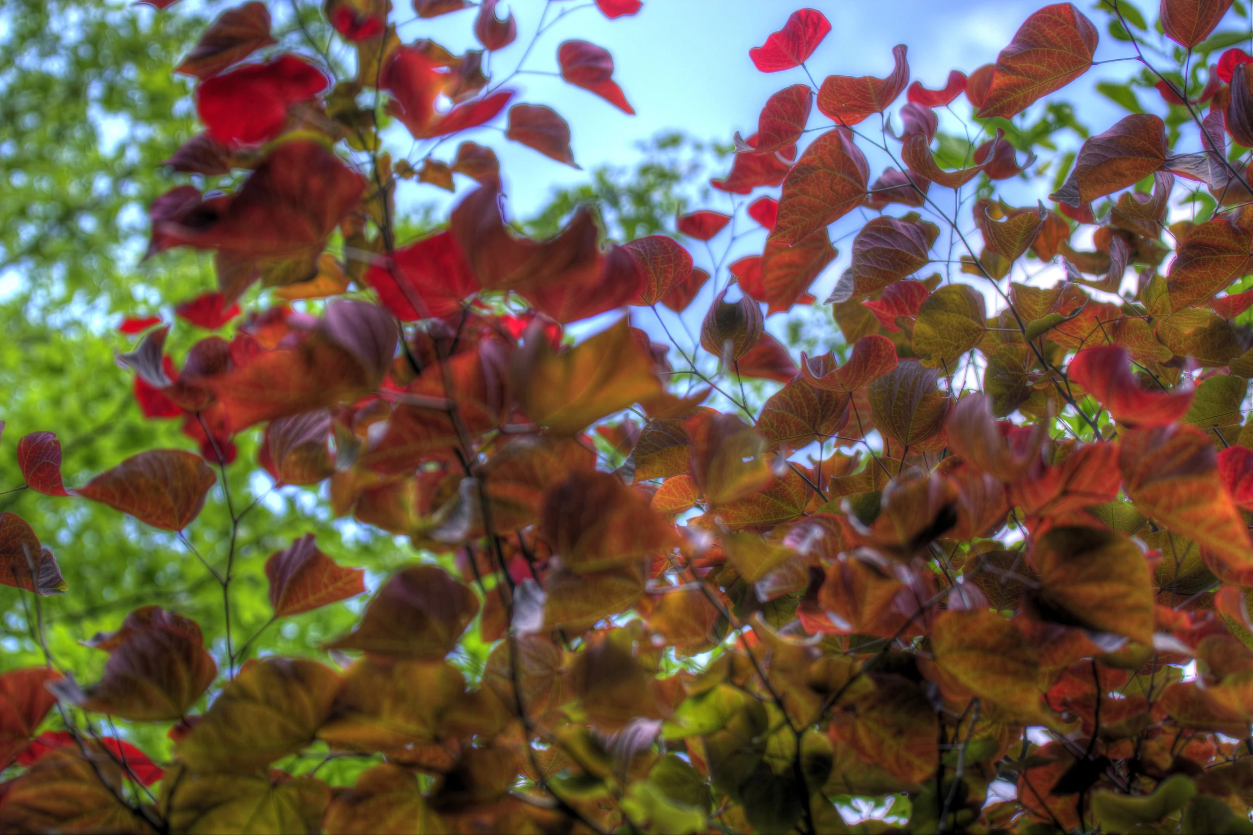 DSC_2798_799_800_tonemapped.jpg