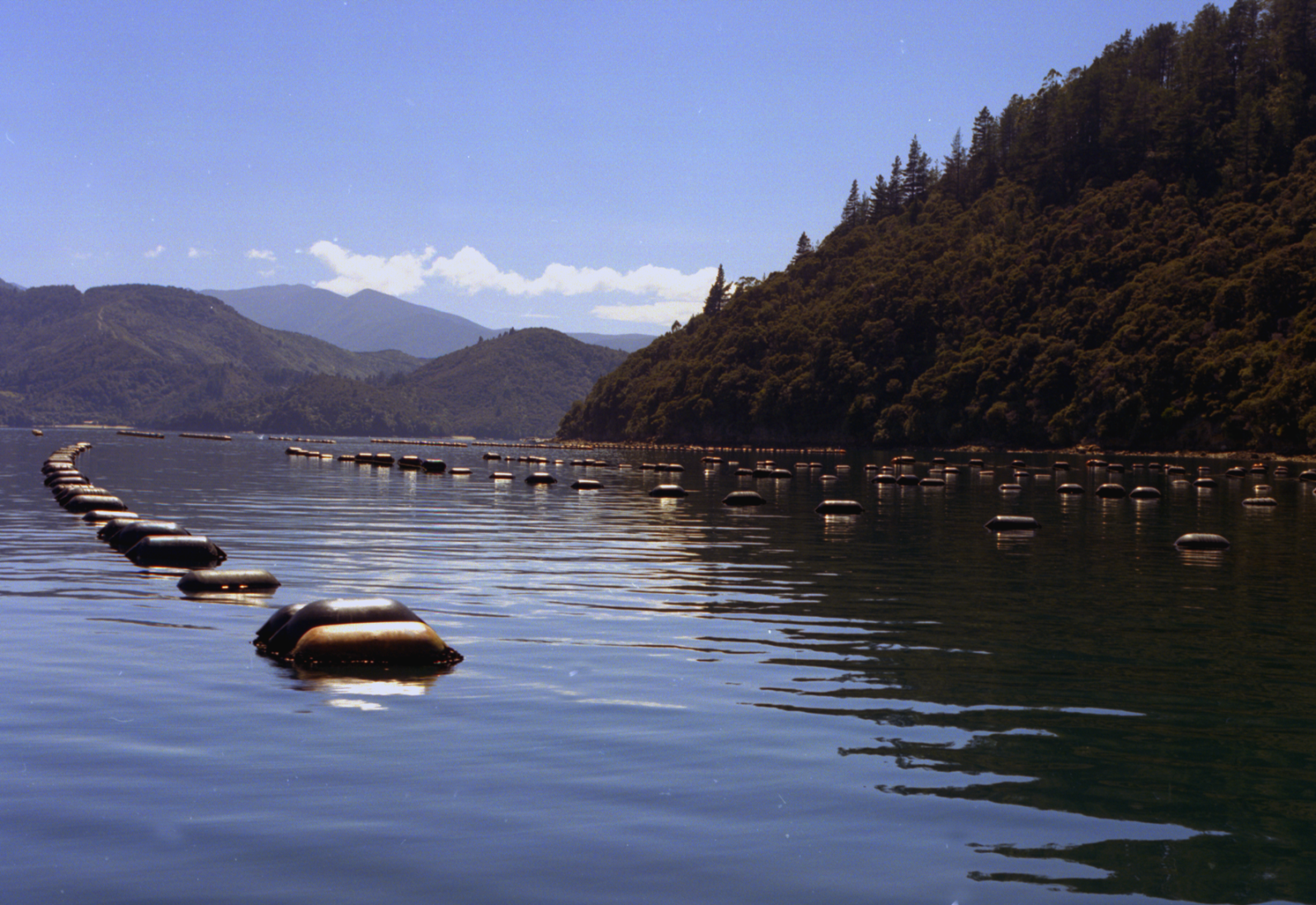 Mussel farm in the Marlborough Sounds