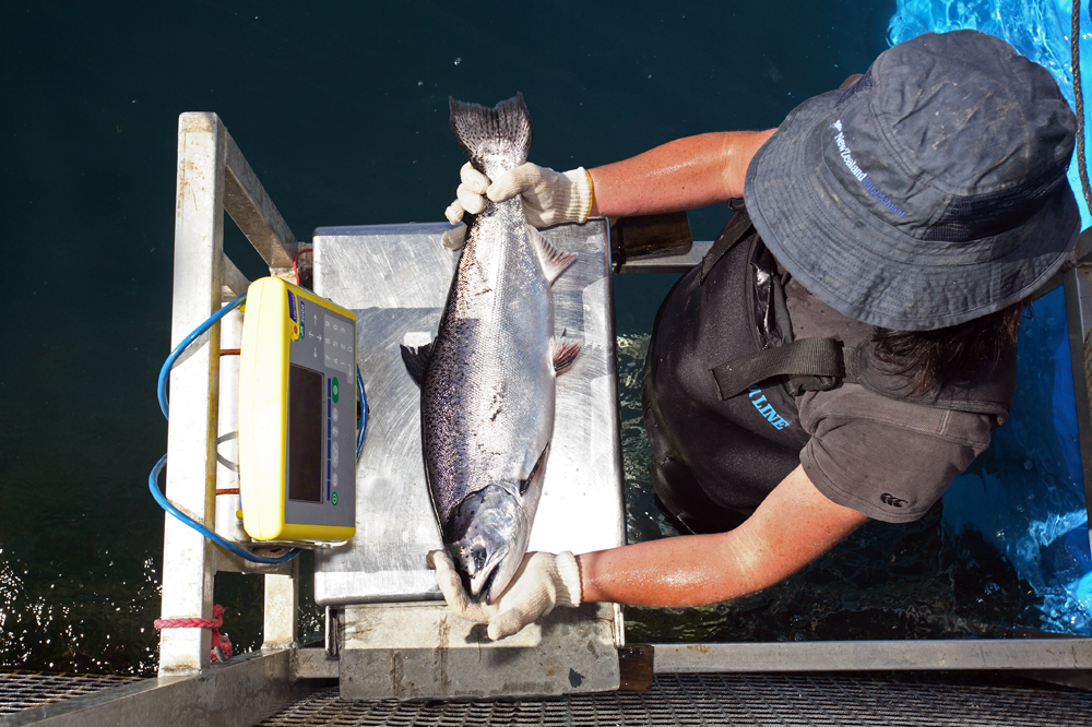 Fish assessment on a Salmon Farm