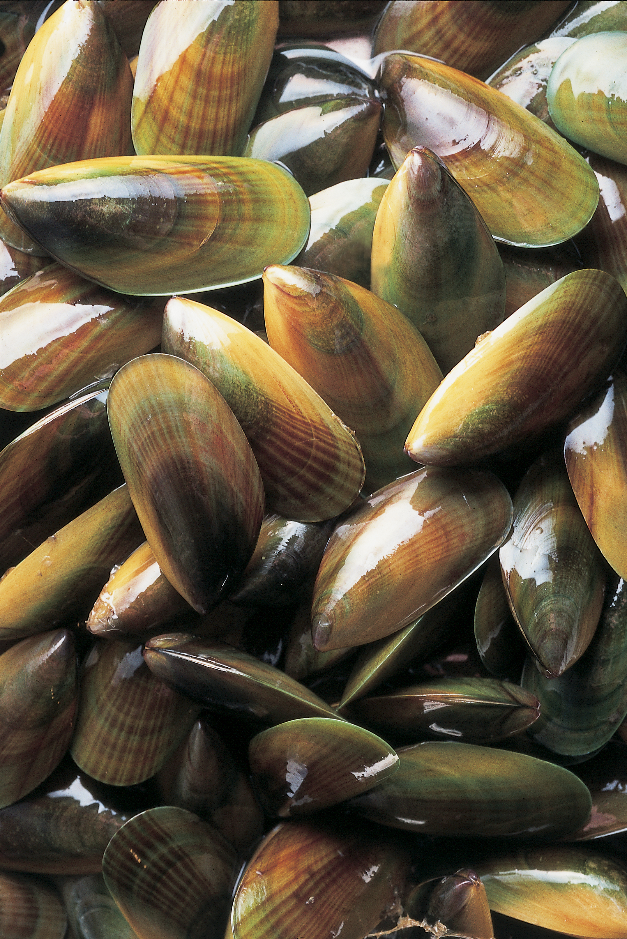 New Zealand Greenshell mussels