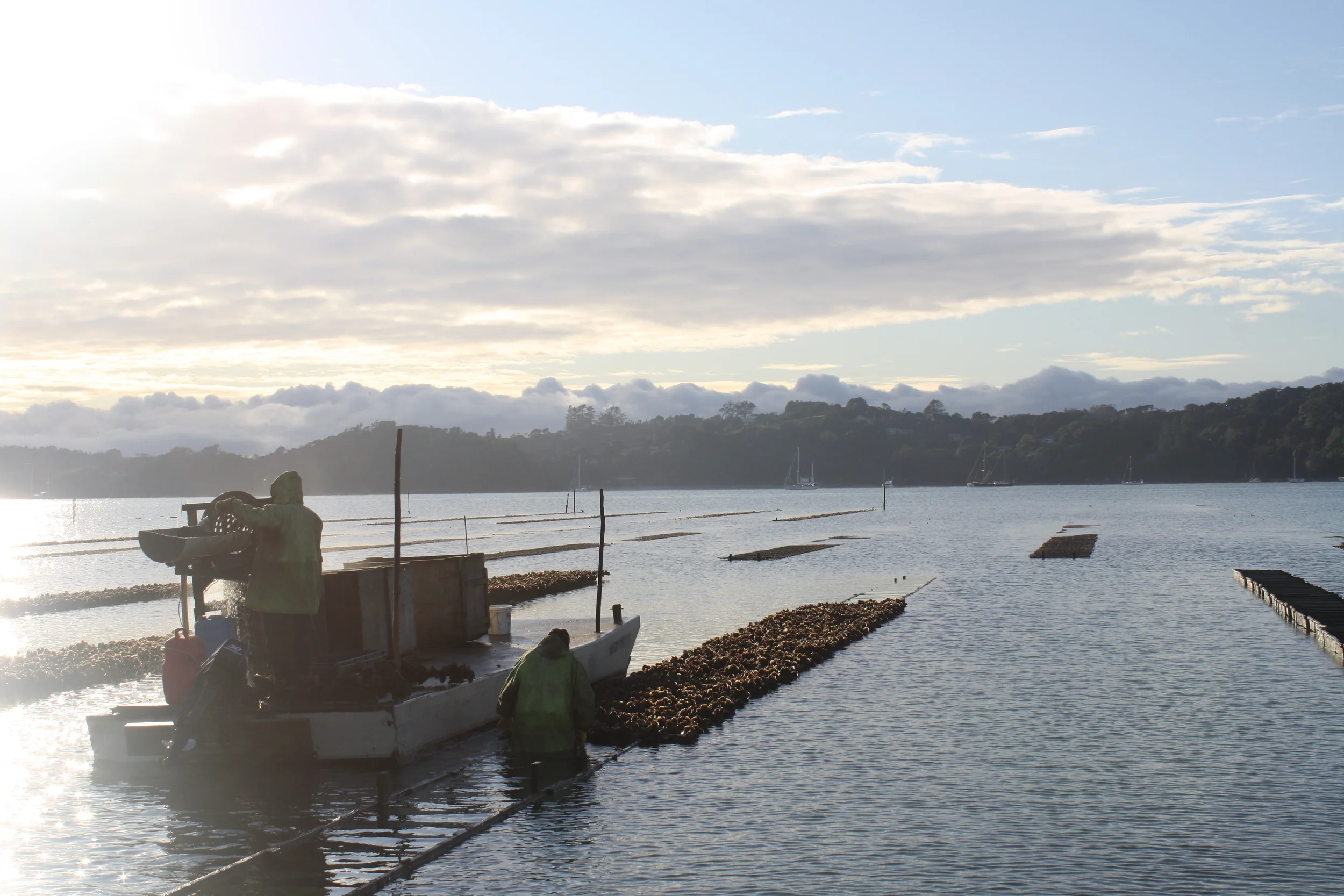 Early morning harvest at Mahurangi Oysters