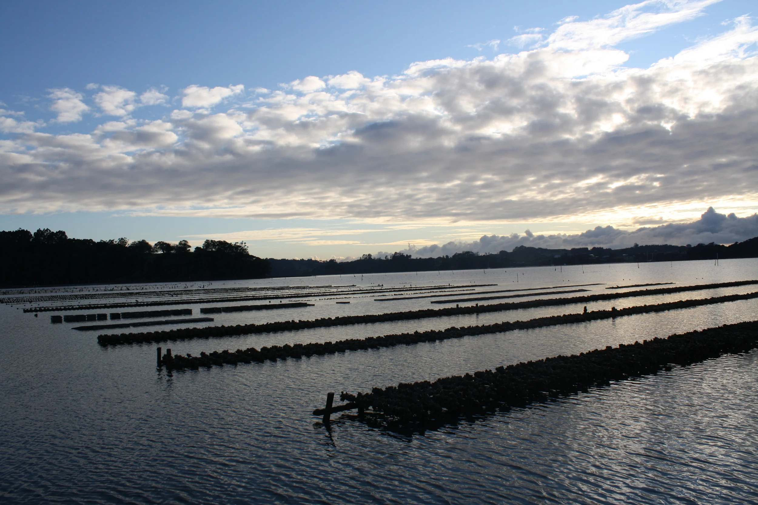Oyster farm in the Mahurangi estuary