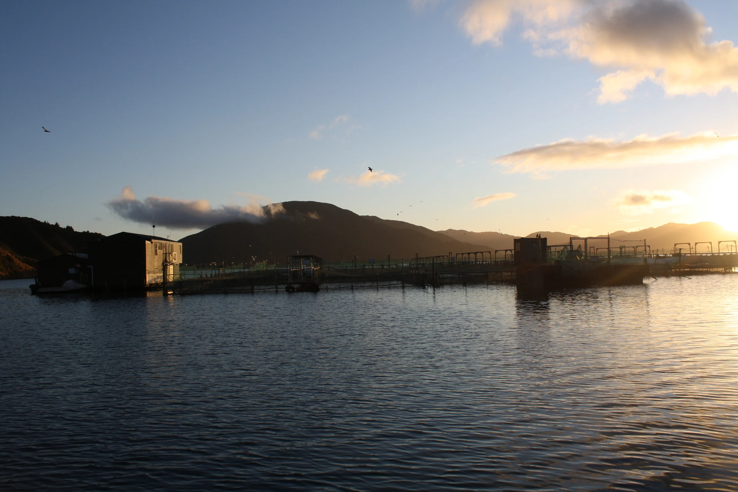 Salmon farm in the Marlborough Sounds