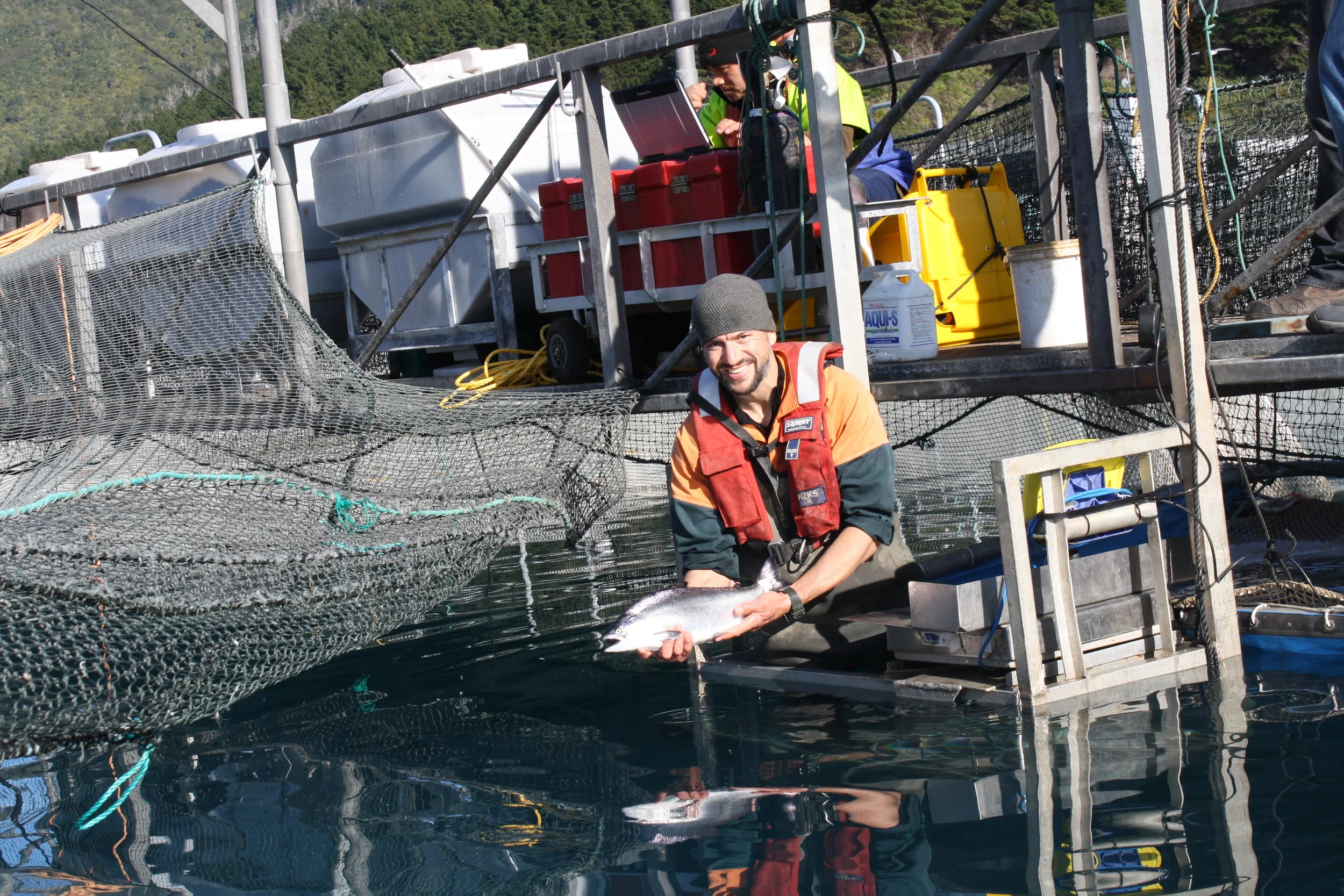 Assessing the fish on a salmon farm.