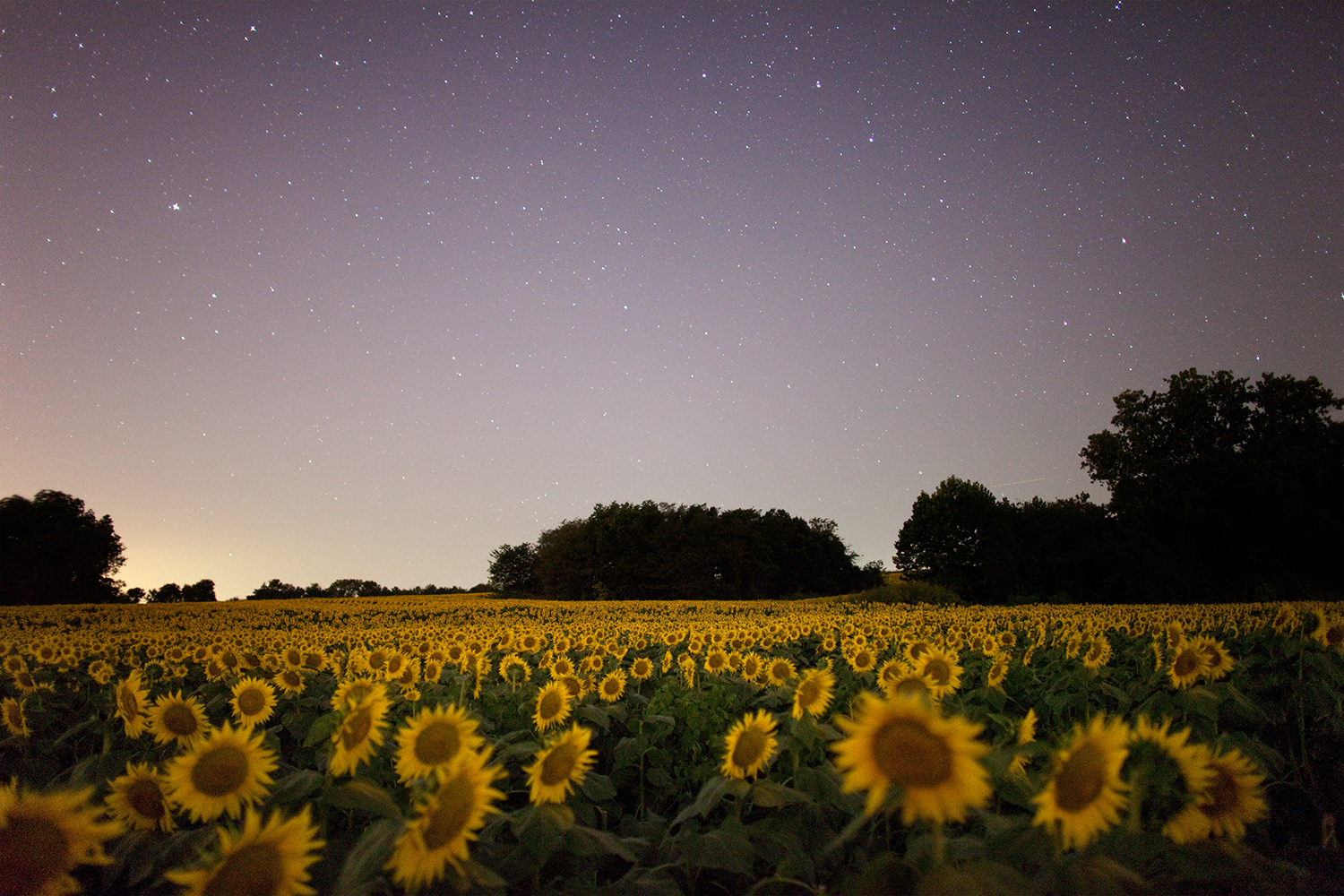 Grinter Sunflower Farms, Douglas County, Kansas, 2015