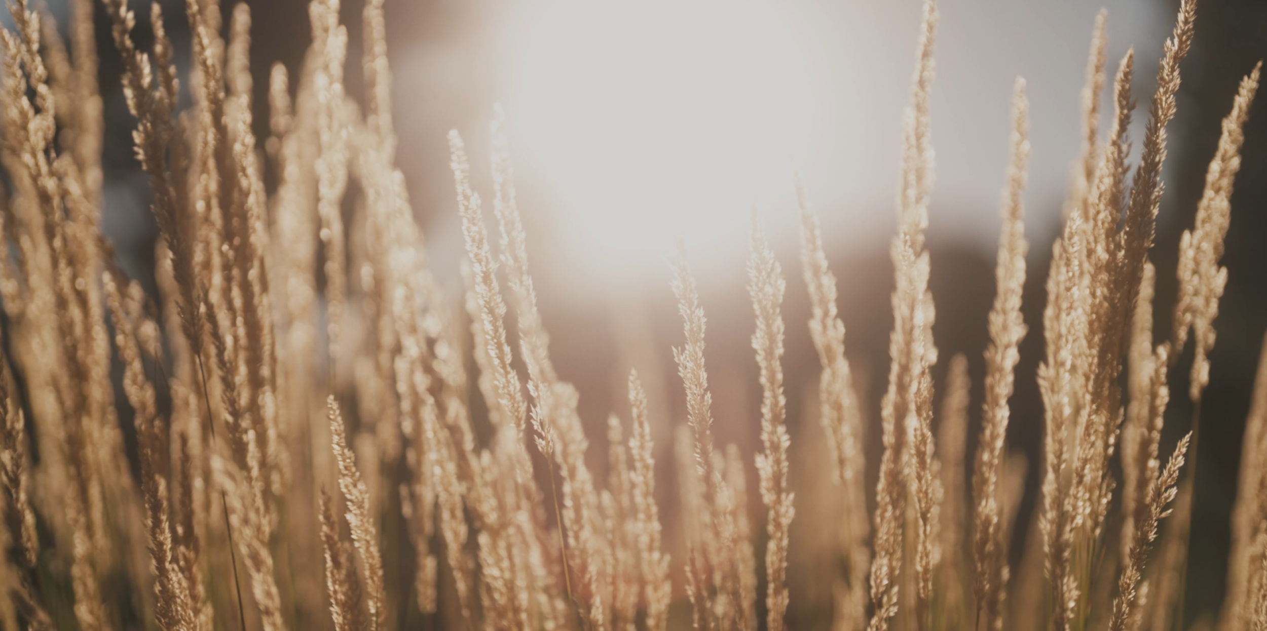 Screenshot 2024-03-02 at 2.46.47 PM.png