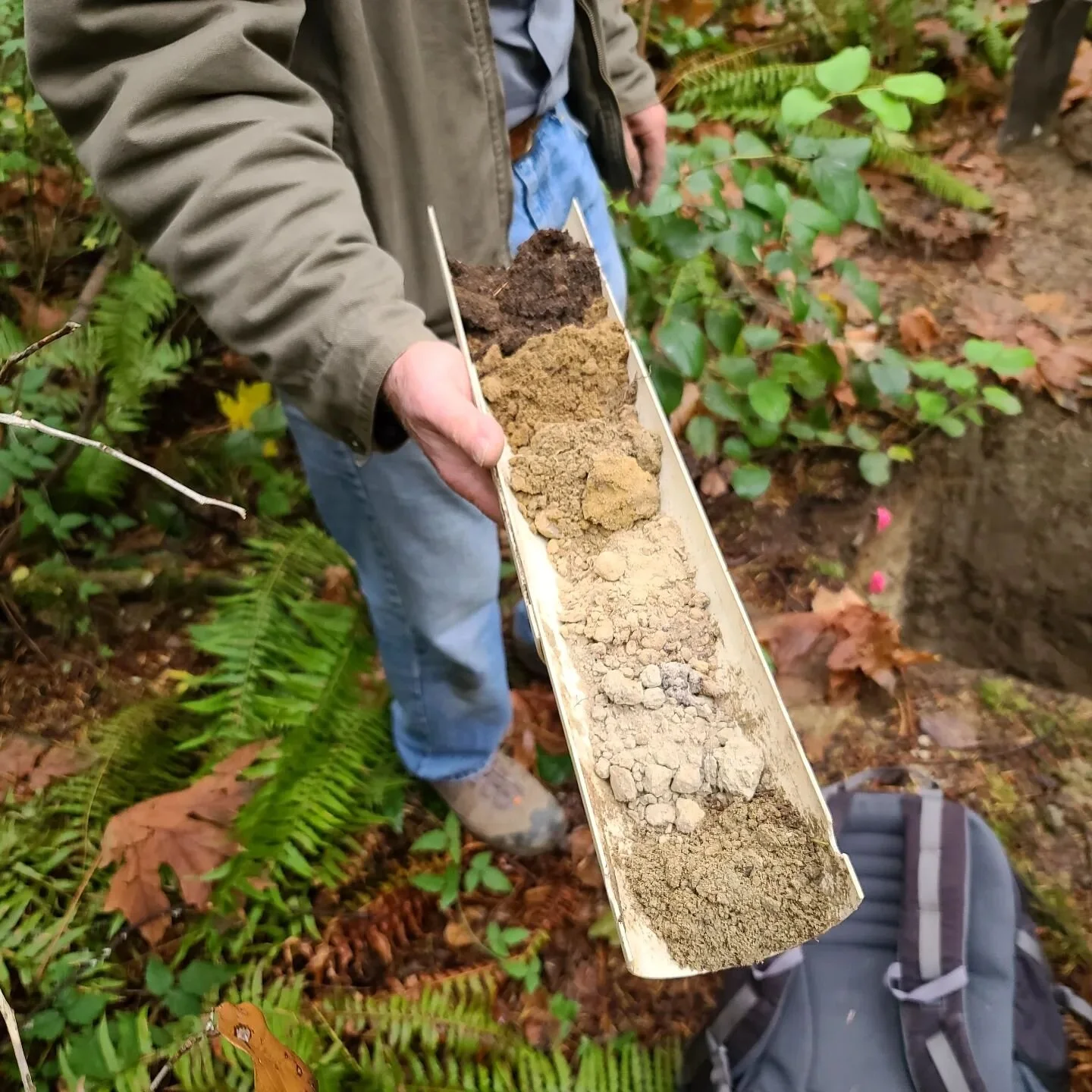 alderwood soil ❕️