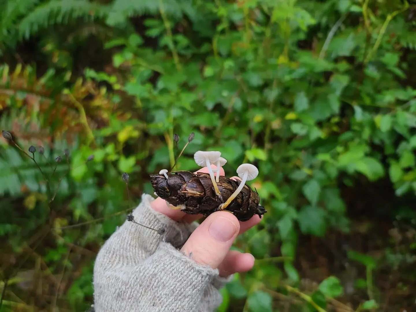 Strobilurus trullisatus all over the place today. They commonly grow on doug fir cones and are v cute.