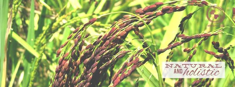 Sharing the Harvest: A Conversation with Justin Garrido