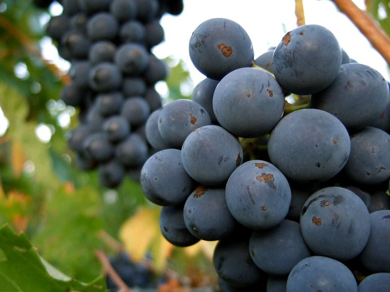 ¡Si Se Puede + Kaya Natin!