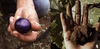 The Hands That Harvest