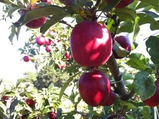 Apple Cider from Scratch