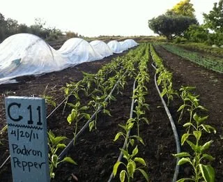 V is for Voyage to the Root