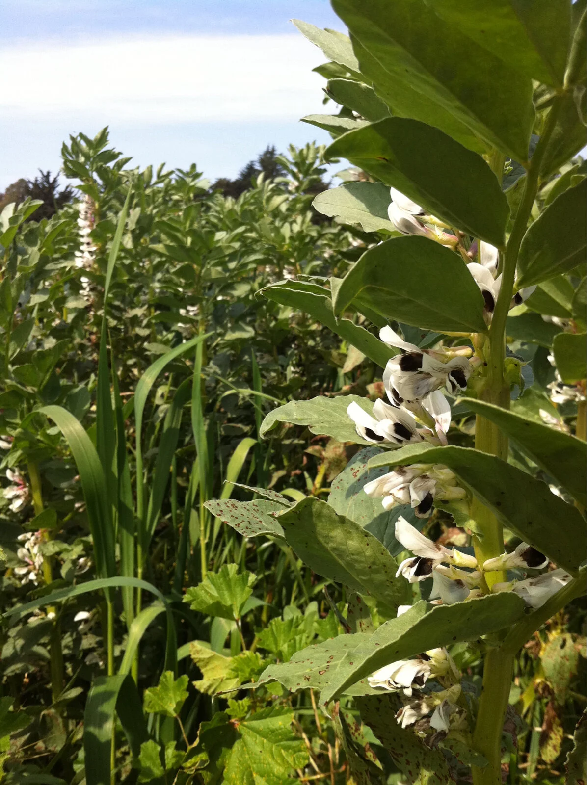 U is for Under the Cover Crop